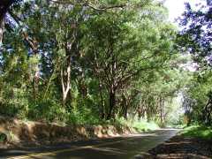 063002.RoadToHana590