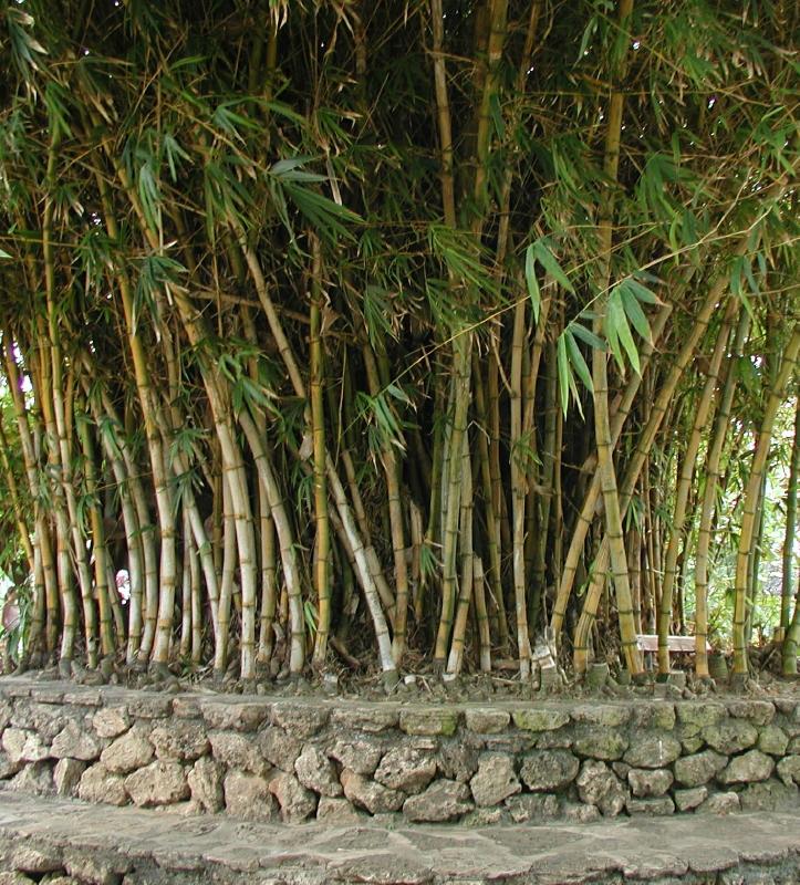 062702.PolynesianCC34c