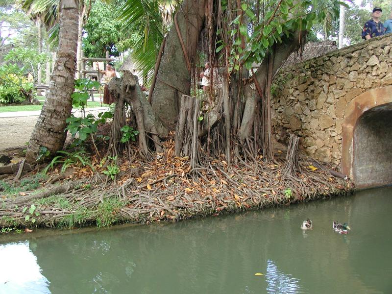 062702.PolynesianCC35