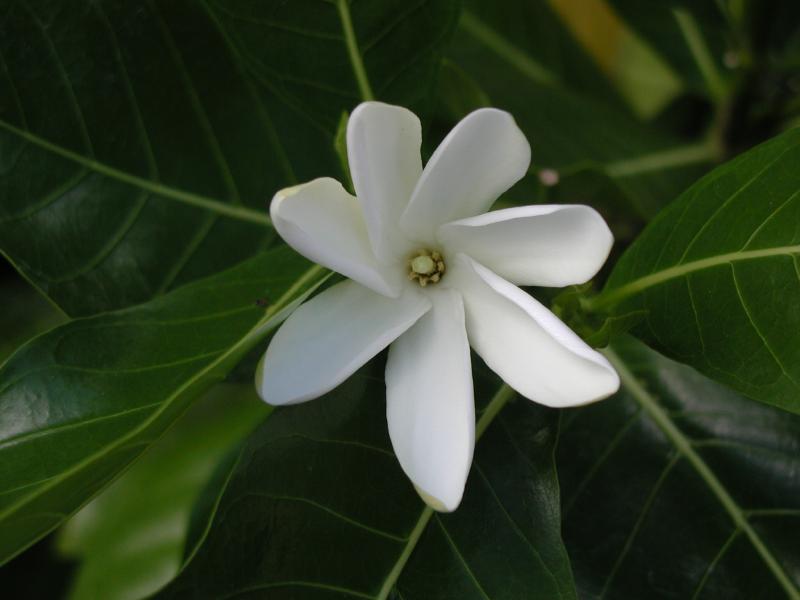 062702.PolynesianCC40