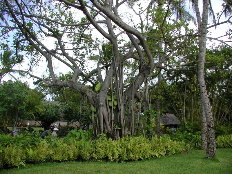 062702.PolynesianCC45