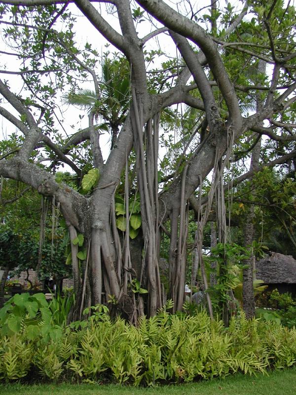 062702.PolynesianCC46r