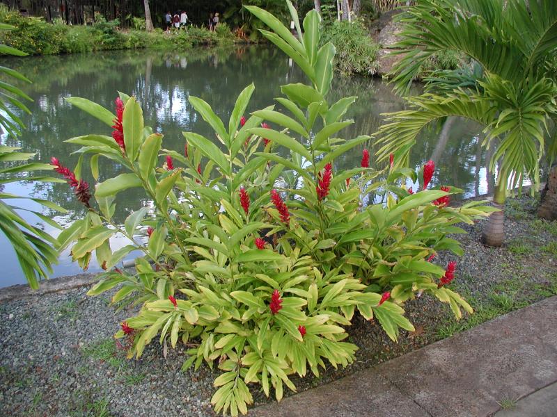 062702.PolynesianCC69