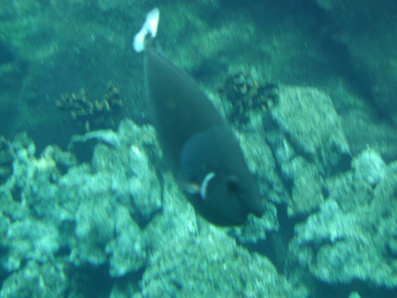 062702.SeaLifePark52
