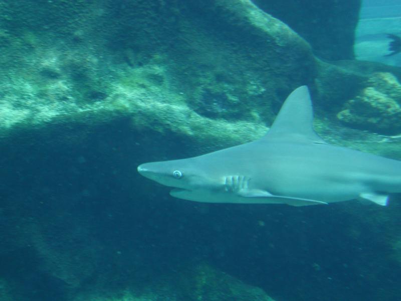 062702.SeaLifePark67
