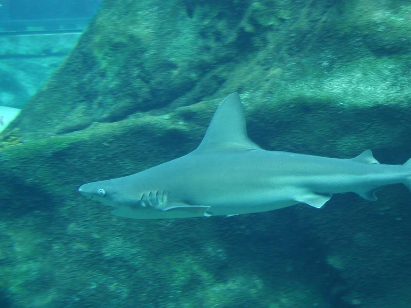 062702.SeaLifePark68