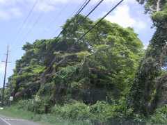 062702.Driving81