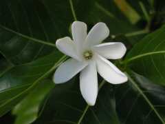 062702.PolynesianCC40