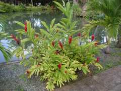 062702.PolynesianCC69
