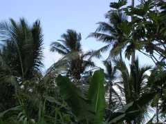 062702.PolynesianCC71