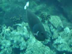 062702.SeaLifePark52
