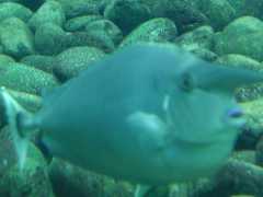 062702.SeaLifePark53