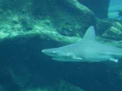 062702.SeaLifePark67