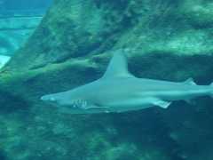 062702.SeaLifePark68